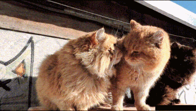 爆笑gif:你俩别这样好吗?让身为单身狗的我情何以堪