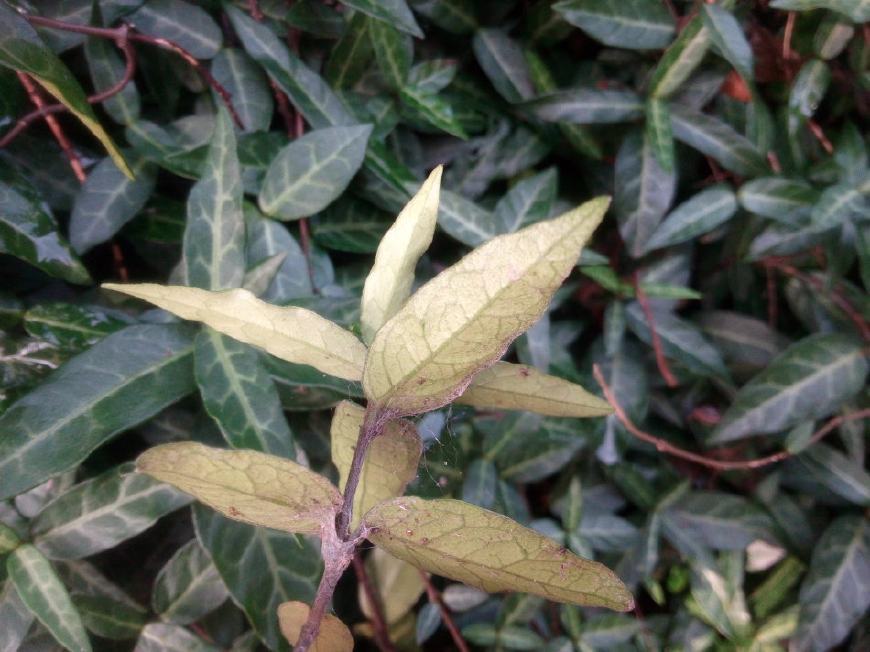 茉莉藤,铁信,九庆藤,铁栏杆,是一种攀缘性的野草,喜欢攀缘在山林石壁