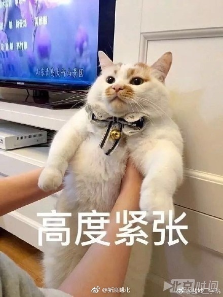 网红猫楼楼