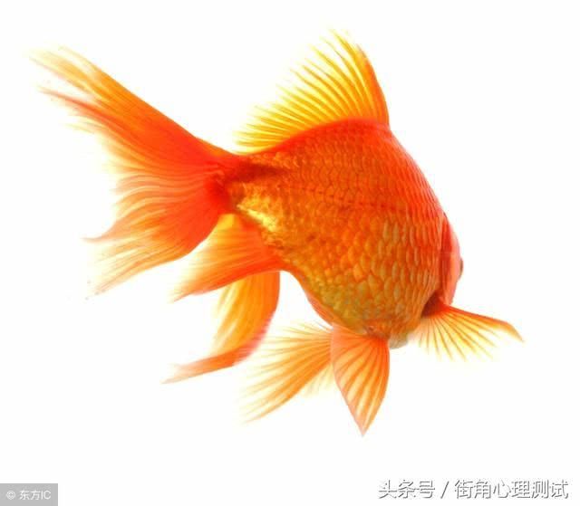 灵签占卜:四条金鱼,测出今年是你找财神爷,还是