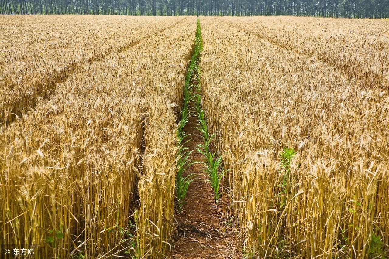 农民最关心的小麦价格,今年还会涨吗?