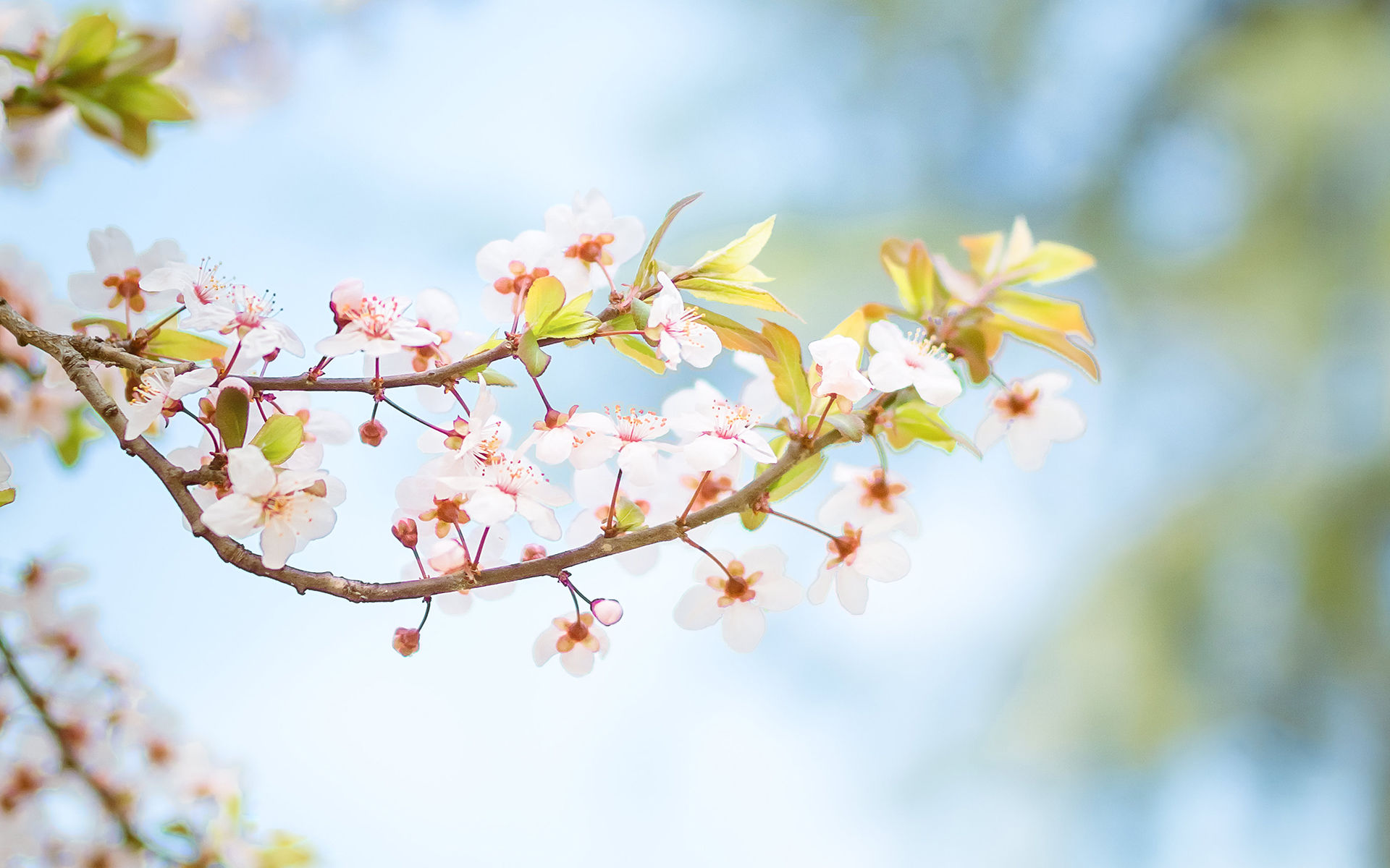 花见的季节,好看的唯美樱花高清桌面壁纸
