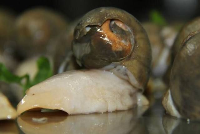 假鲍鱼是什么?其实就是真海鲜!