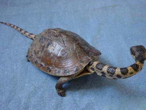 中国四大珍奇龟 神奇宝贝丛林龟惊现 第四为玄