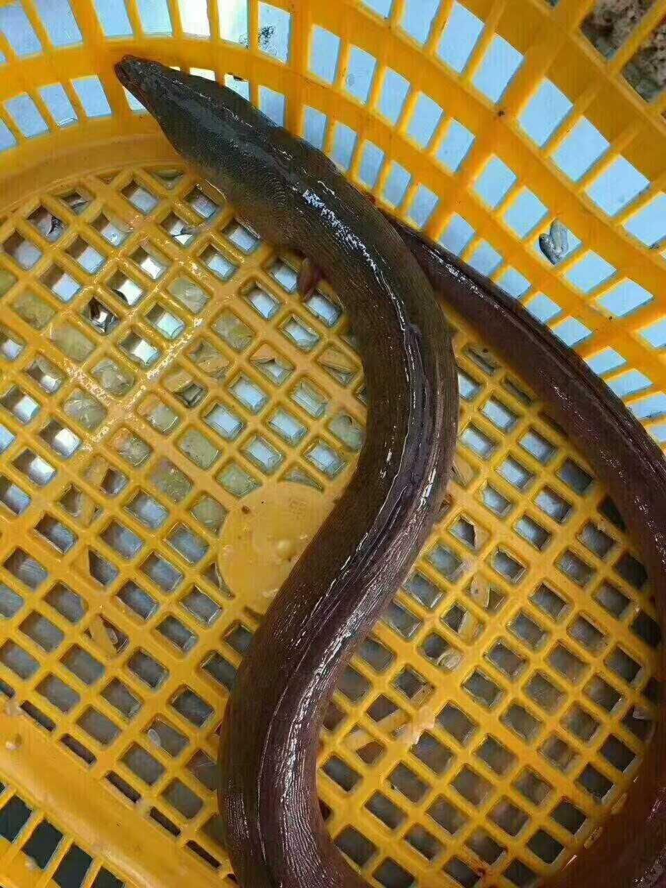 那些年东山岛海鲜,正宗野生土龙不是龙,腰酸背