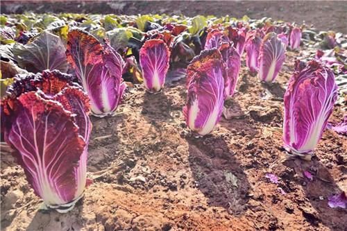 紫白菜是转基因蔬菜吗?多少钱一斤2018?