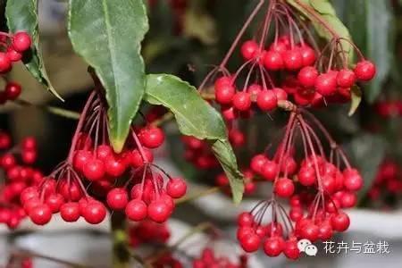 别名小青,矮茶,短脚三郎,不出林,凉伞盖珍珠,矮脚樟茶,老勿大九里香