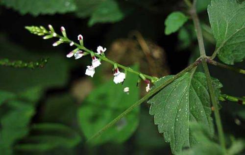 颈椎痛到手指发麻,老藏医秘制偏方,用两草一花