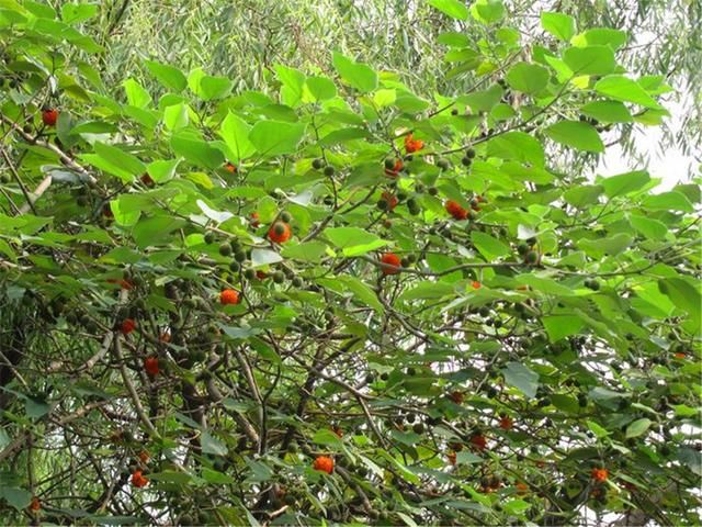 谷皮树的功效与作用光皮树_光皮树供应_广西全州县社生马甲刺纯种经营