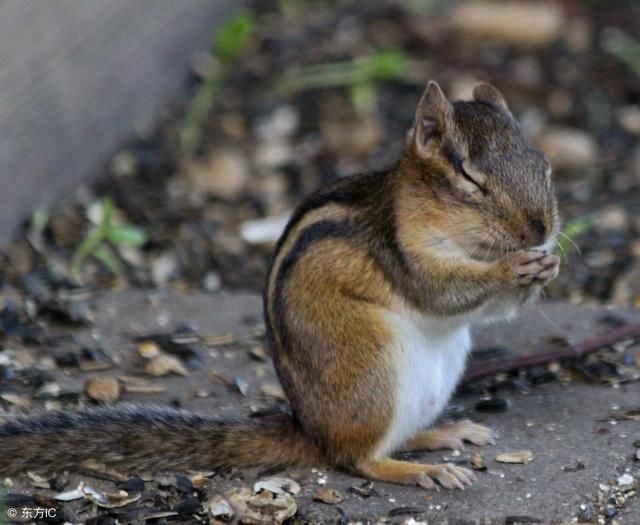 生肖鼠,九月好事连连,幸福的日子就是现在!