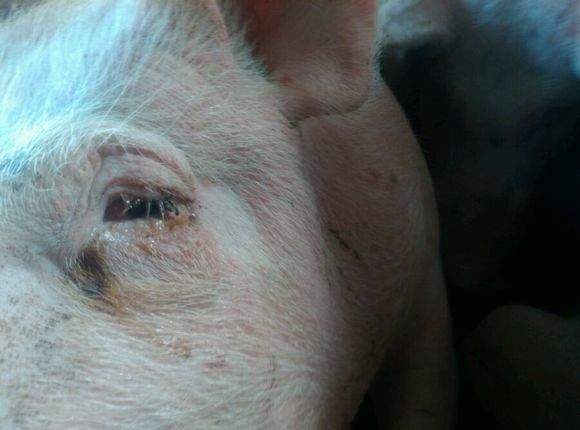 年母猪卖给屠夫,畜生流泪跪求,父亲从此不吃猪肉