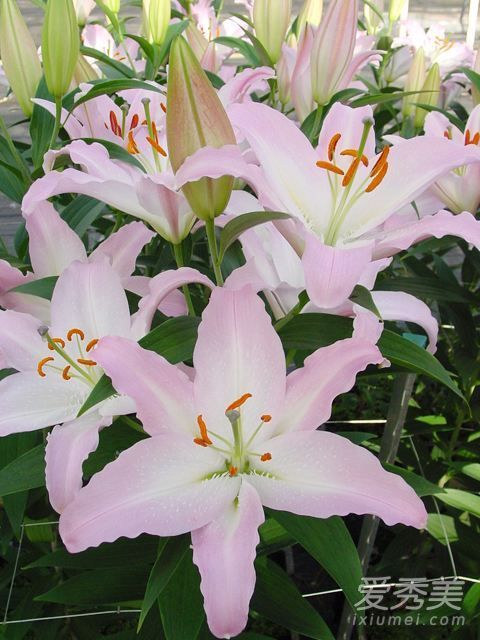 百合花可以吃吗 哪种颜色的百合花不能吃? 百合花可以吃吗 哪种颜色的百合花不能吃?