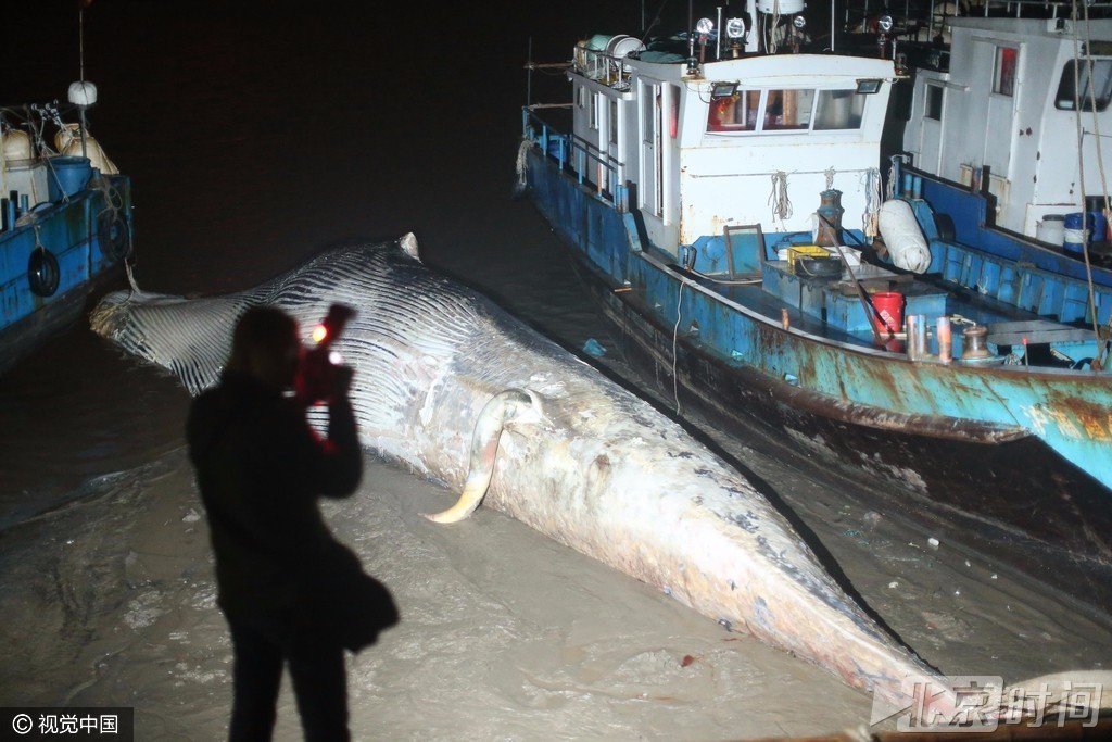 上海现20多米长死亡鲸鱼 鱼头缺失鱼鳍被割