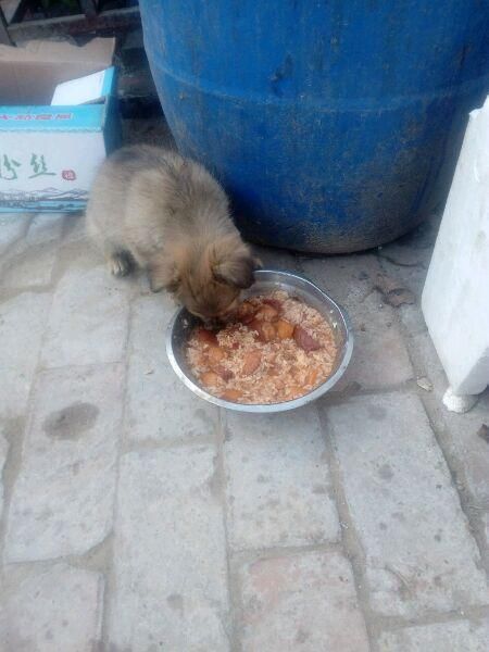 网友抱怨土狗太挑食,连肉不愿意吃,网友看完忍不住苦笑:自作孽