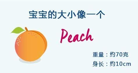 孕期第15周胎儿发育情况,宝宝可以听到你的声