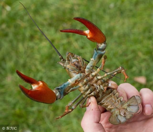 养小龙虾风险有多大?小龙虾养殖如何实现高产