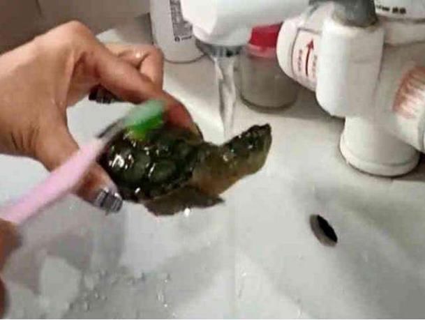 主人给乌龟刷龟壳,乌龟一脸享受,接下来的动作