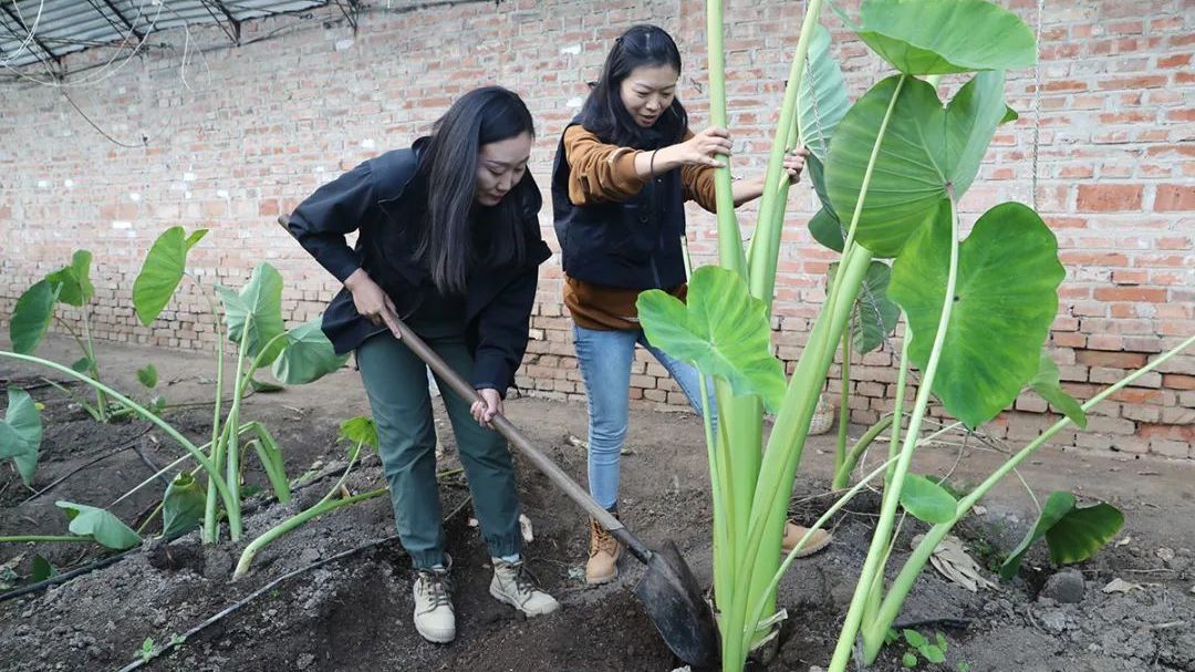 南菜北种，顺义市民吃上本土荔浦芋头