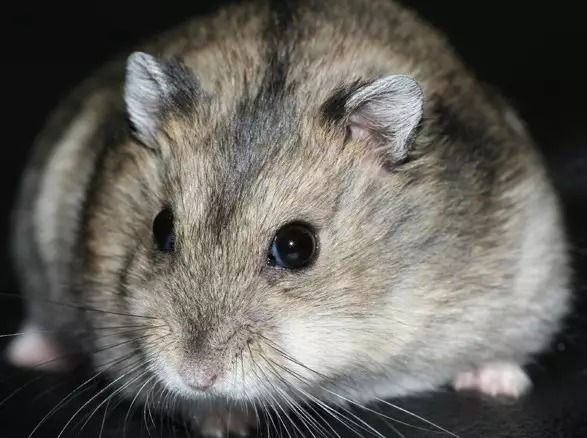 可卡好养吗_狐狸好养还是雪貂好养_为什么养可卡的人少了