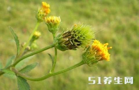 鬼针草是民间一种常见的草药,味道稍苦,不过疗效很好.