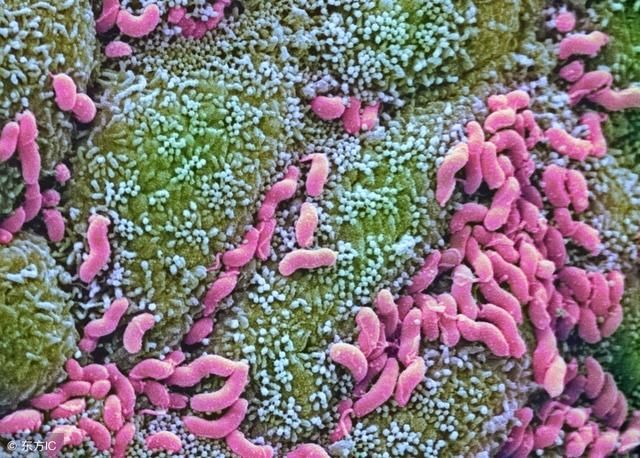 想消灭干净幽门螺杆菌,坚持吃1油,幽菌跑光光