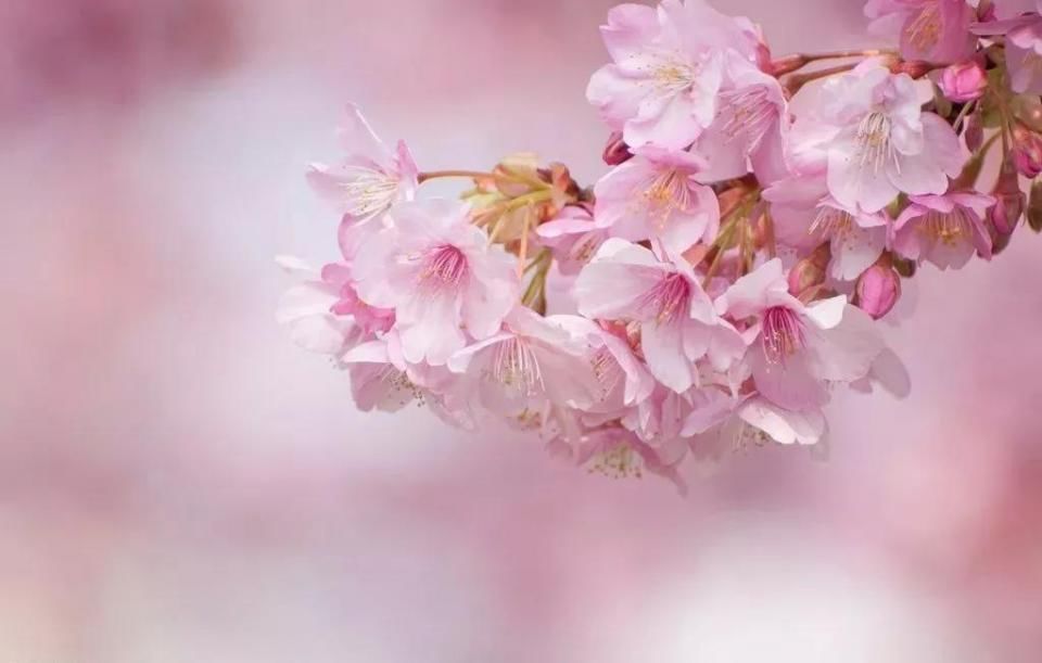 2018年武汉最美时间表