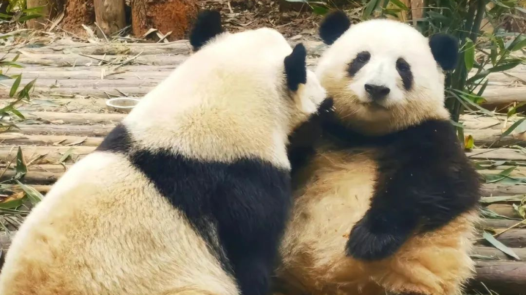 男熊变女熊!大熊猫“花花”“和叶”竟然是姐妹! 男熊变女熊!大熊猫“花花”“和叶”竟然是姐妹!