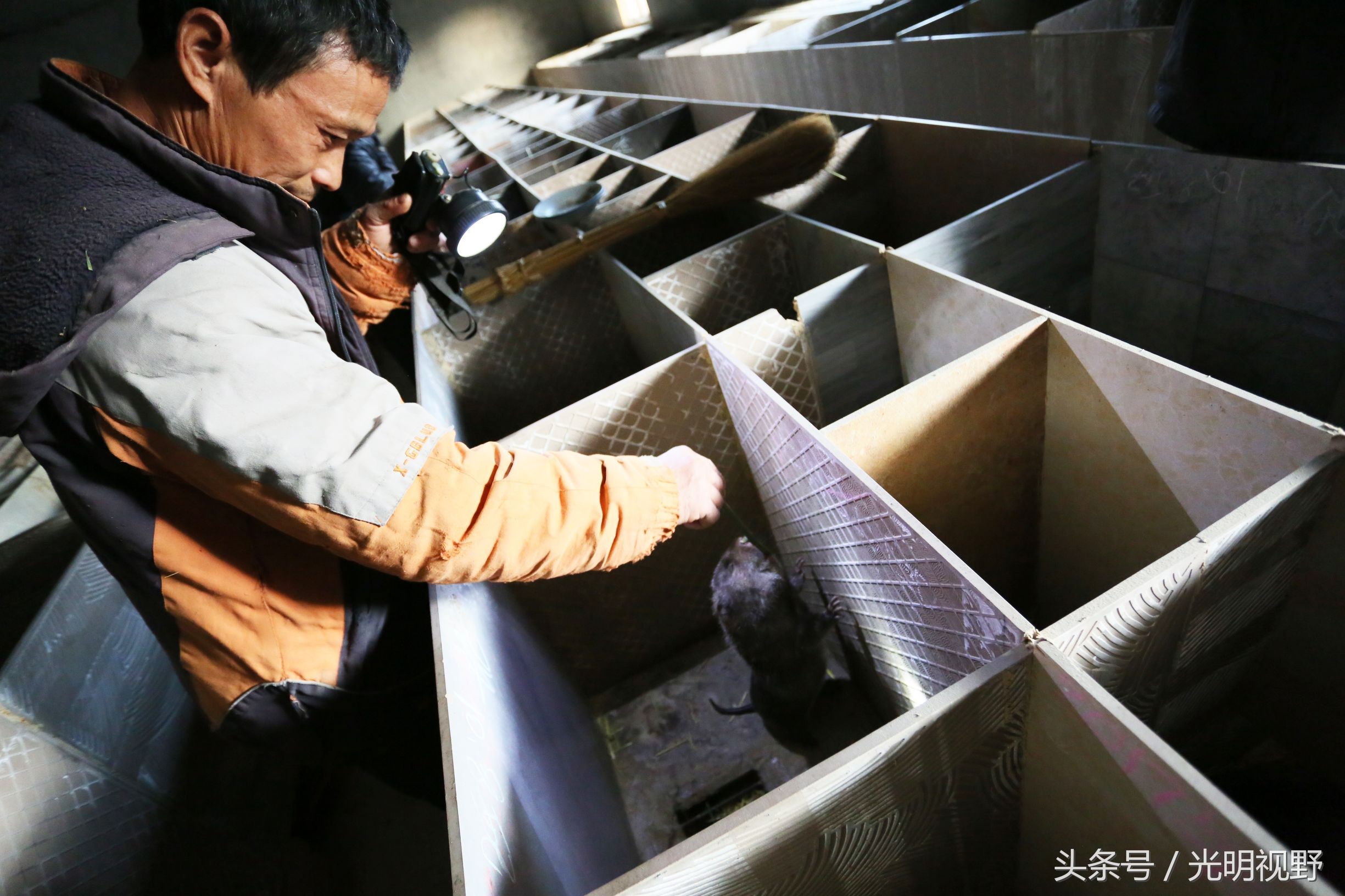 稀罕物!江西贫困户养竹鼠一年收入25万,你猜多