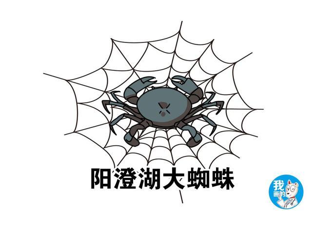 發現窗簾上一抹黑影 老母親：是陽澄湖的大蜘蛛 搞笑 第4張