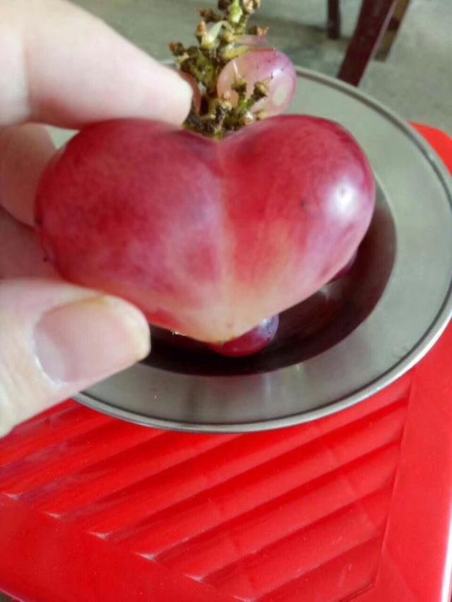 长江日报讯(记者尹勤兵)一颗粉红色的并蒂葡萄,外形像极了一颗"爱心".