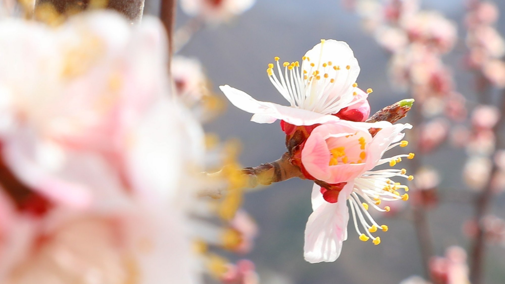 门头沟古村杏花的美,唯有看过的人才懂 门头沟古村杏花的美,唯有看过的人才懂