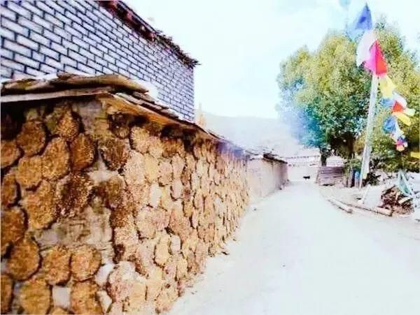 印度人把牛尿当饮料,用牛粪做饼,真的不是因为