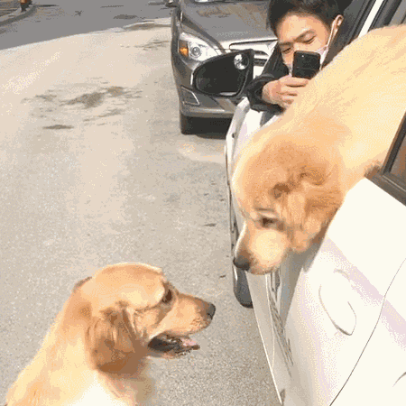金毛看上了路边的狗,主人怎么拉都不走了!狗:确认过对的眼神!
