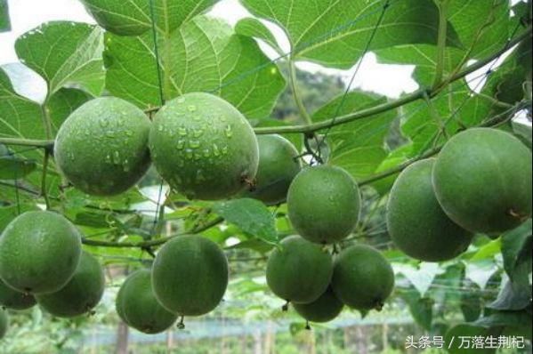 亩产1万个,一个3块钱,年赚三十多万,明年就种它了!