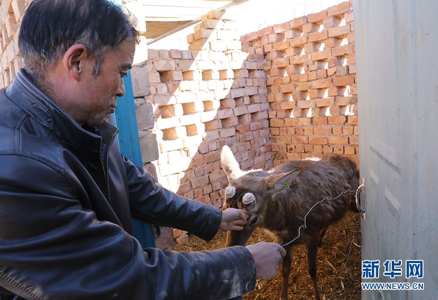 宁夏兴源村:移民村里致富忙