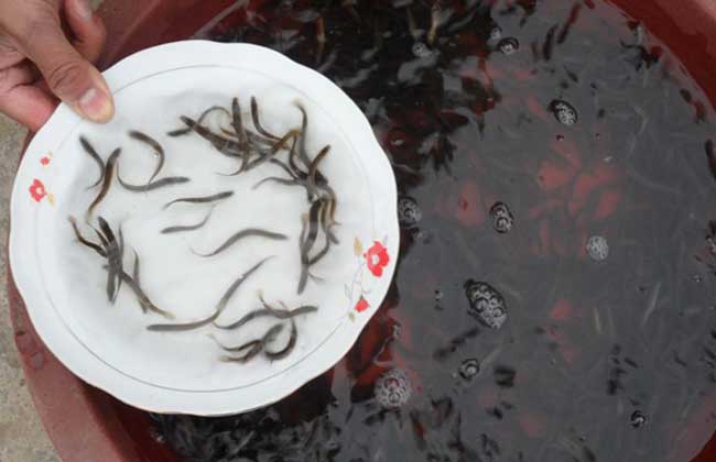 江门泥鳅苗多少钱一斤|指导光临