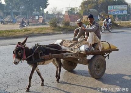 为了中国餐桌上的这道菜,巴基斯坦挺身而出,却