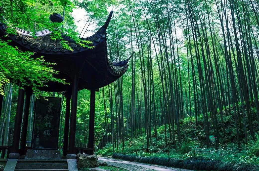 幽静的竹林图片,中最美竹林,竹林的图片(第11页)_大山谷图库