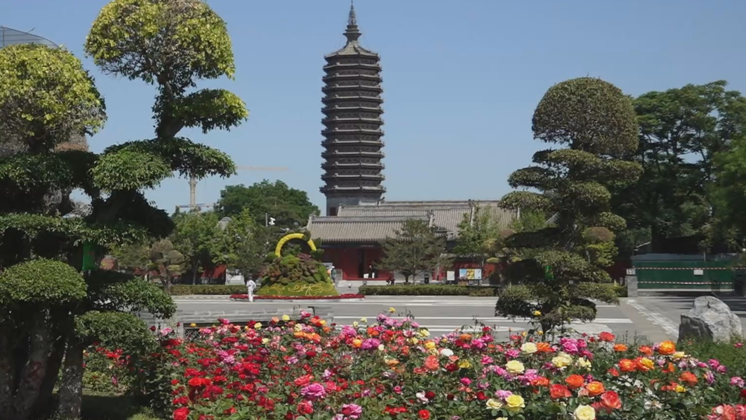 古塔榆见证桑田沧海 景观榆添绿副中心花城 古塔榆见证桑田沧海 景观榆添绿副中心花城