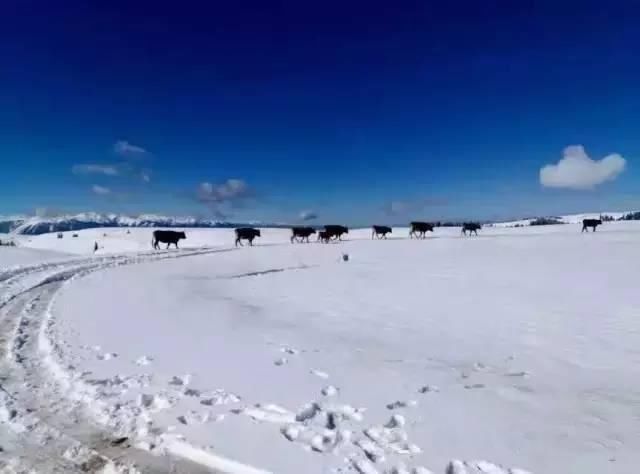 鱼腥草治鼻炎,鼻炎治一个好一个,还不复发