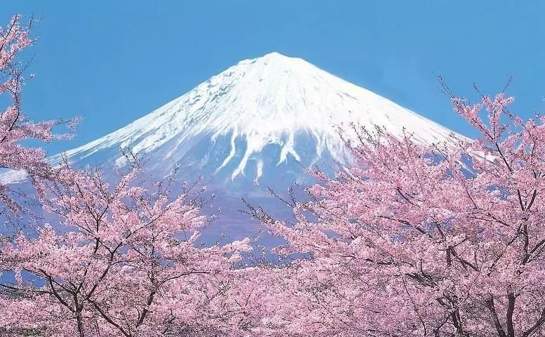 2018第一树樱花已开!2月底更新今年日本赏樱