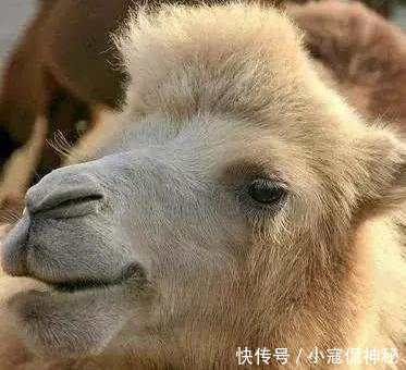 动物界的奇闻异事你知道几个?蜗牛有25000颗