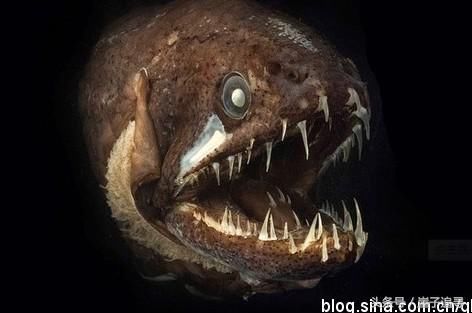 深海1万米巨型生物