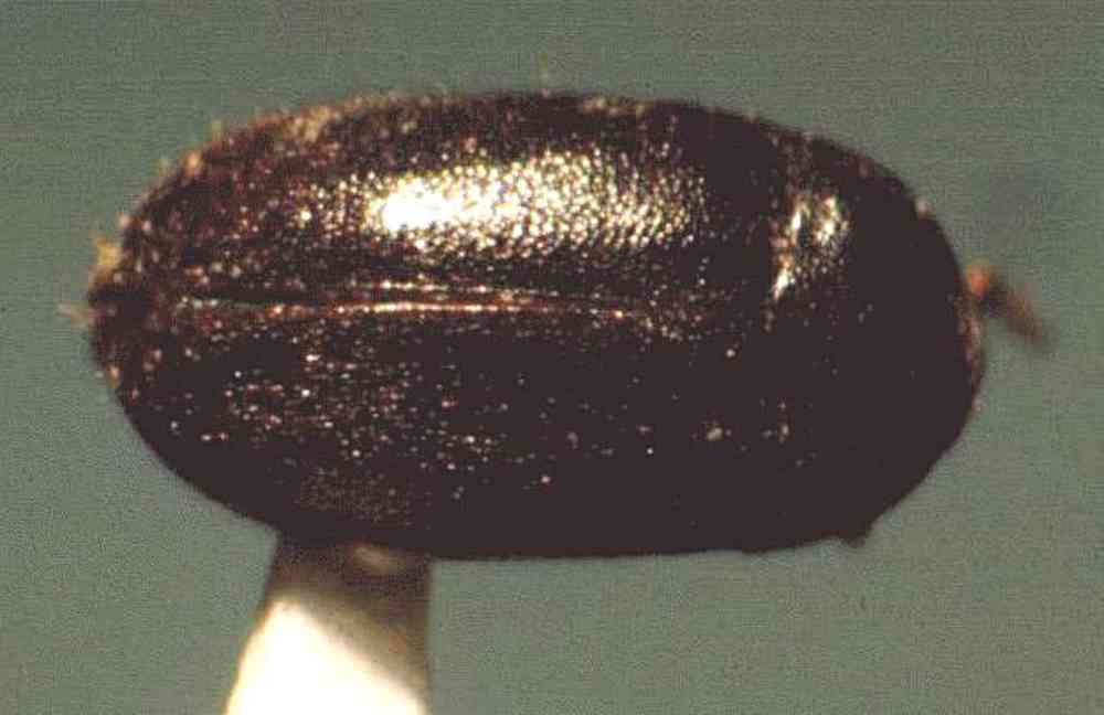 千年古墓里一小虫子存活两千年,各专家争论不休,考古界异常激烈