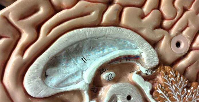 第三只眼不是科幻?科学家已经发现了它的存在