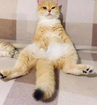 两只猫宝宝调皮不睡觉,猫妈妈把它们哄睡着后