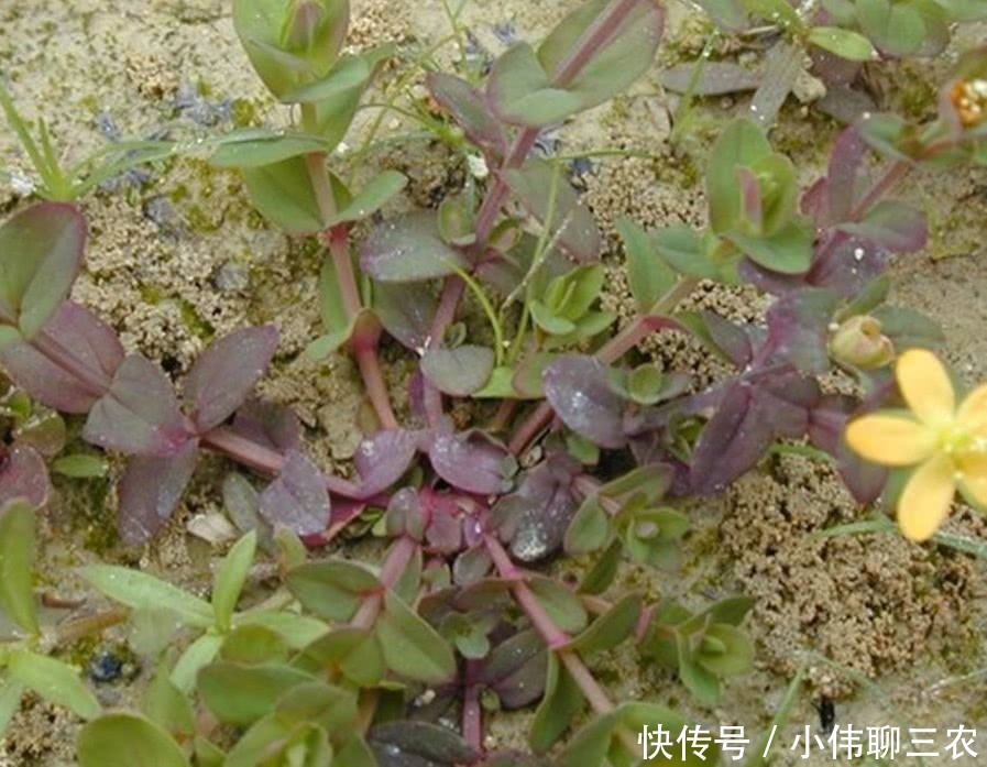 野草人称 养鸡草 30年前摘来喂猪 还能用来解蛇毒 雪花新闻 野草人称 养鸡草 30年前摘来喂猪 还能用来解蛇毒 雪花新闻