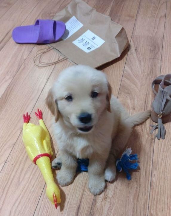 女孩夜跑捡回一只金毛,这只金毛很粘人,带着出