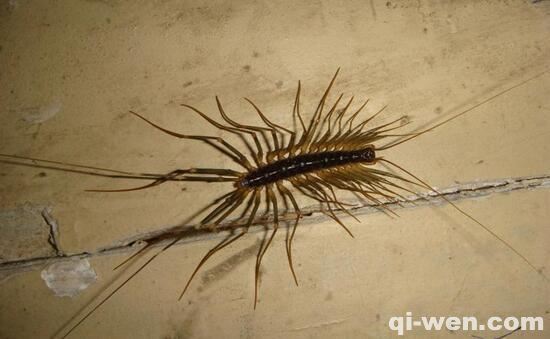 科学家发现史前惊人恐怖虫,竟是恐龙的克星?