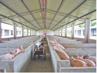 为什么猪价跌的这么惨?看了这个数字也许你就